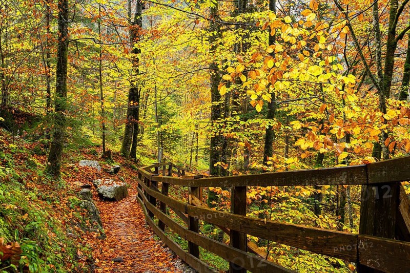A hiking trail in the Lammerklamm gorge. Autumn, trees with colourful leaves. Scheffau, Lammertal, Salzburger Land, Upper Austria, Austria, Europe