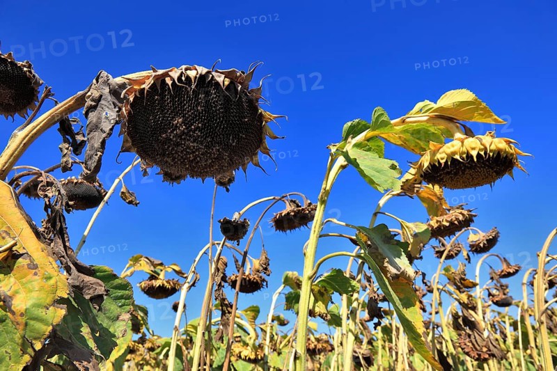 Romania, near Giurgiu in the south of the country, sunflowers ripe for the harvest, Europe