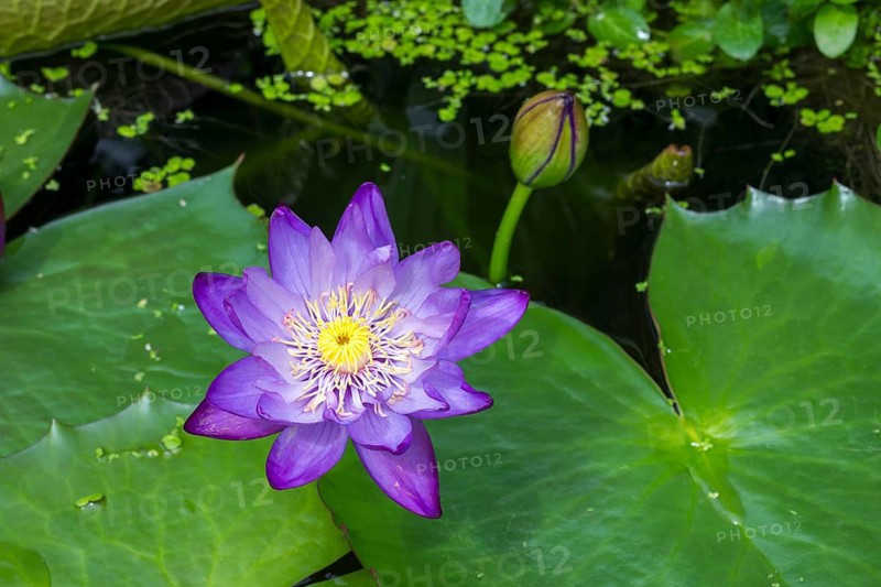 Blue-purple coloured tropical water lily in garden pond, Gigantea Dark Purple, water lily, duckweed, Baden-Württemberg, Germany, Europe