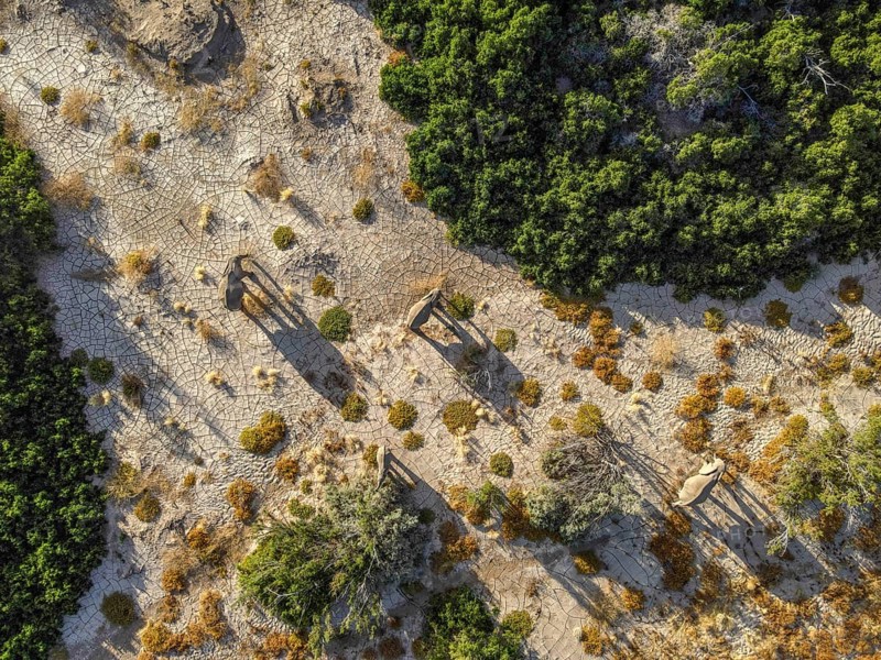 Desert elephants (Loxodonta africana) in the Hoanib dry river, aerial view, Kaokoveld, Kunene region, Namibia, Africa