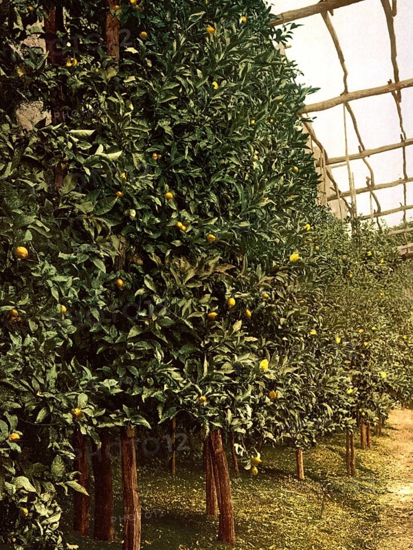 A lemon tree, Limone, Lake Garda, Italy, Historical, digitally restored reproduction from a 19th century original, 1880, Record date not stated, Europe