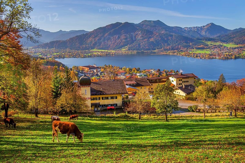 Mountain meadow with cows and panorama of village and lake in autumn, village Tegernsee, Tegernsee, Tegernsee valley, Mangfall mountains, Bavarian Alps, Upper Bavaria, Bavaria, Germany, Europe