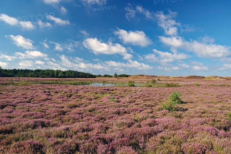 Wide blooming heath under a blue sky with scattered clouds in a natural landscape, Fanö, North Sea, Jutland, Denmark, Europe