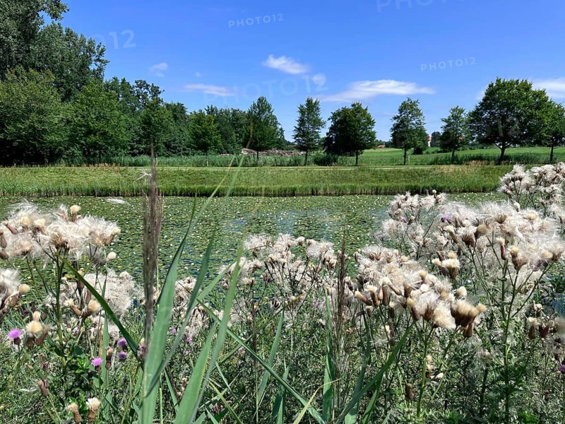 Field thistle (Cirsium arvense), in the background landscape on Herrenchiemsee with large canal in front of Herrenchiemsee Castle, Herrenchiemsee Island, Chiemsee, Bavaria, Germany, Europe