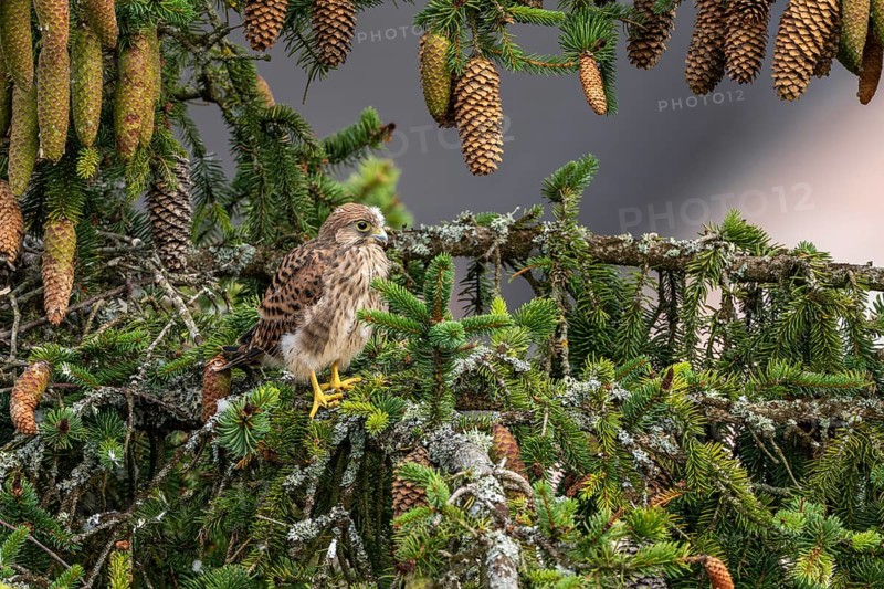 Common kestrel (Falco tinnunculus), young bird not yet able to fly sitting on a branch outside the nest, Rhineland-Palatinate, Germany, Europe