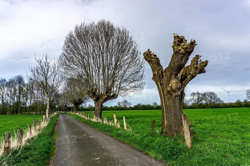 Pollarded willows, after cutting, bare tree, where new willow rods grow on the cut surfaces, in the nature reserve Momm-Niederung, part of the nature reserve Rheinvorland between Mehrum and Emmelsum, near Voerde, North Rhine-Westphalia, Germany, Europe