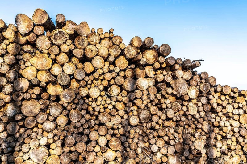 Cleared forest area north of the village of Hirschberg, Soest district, dead spruce stands were felled, wood pile, dead trees due to bark beetle infestation, Arnsberg Forest, North Rhine-Westphalia, Germany, Europe