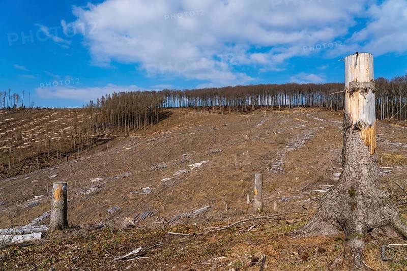 Cleared forest area north of the village of Öventrop, district of Arnsberg, dead spruce stands were felled, dead trees due to bark beetle infestation, Arnsberg Forest, North Rhine-Westphalia, Germany, Europe