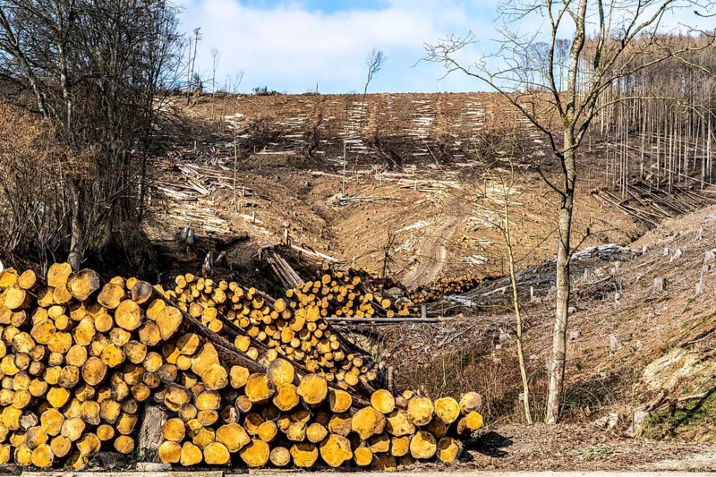 Cleared forest area north of the village of Öventrop, district of Arnsberg, dead spruce stands were felled, dead trees due to bark beetle infestation, Arnsberg Forest, North Rhine-Westphalia, Germany, Europe