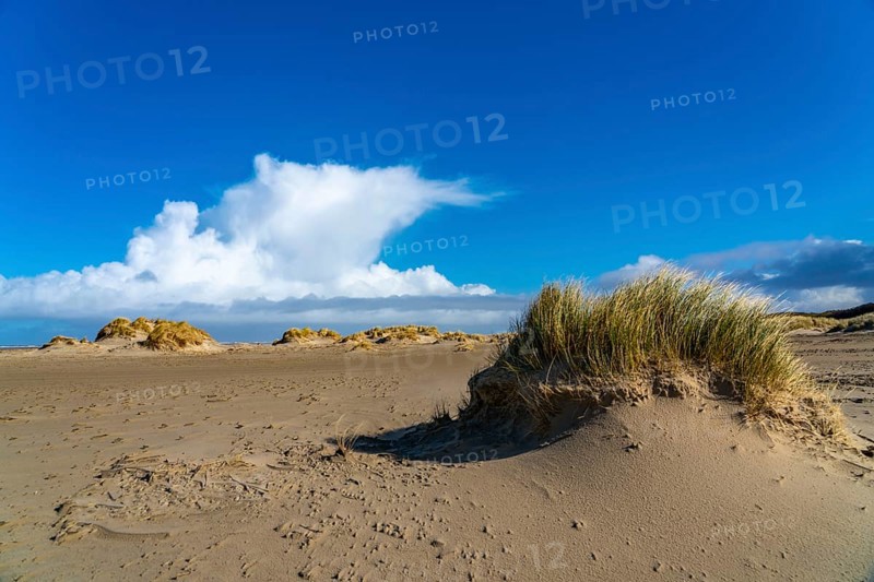 Dune landscape, sand dunes, dune grass in the west of Borkum, island, East Frisia, winter, season, autumn, Lower Saxony, Germany, Europe