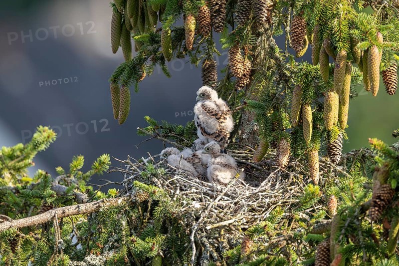 Common kestrel (Falco tinnunculus), young birds not yet ready to fly in the nest, Rhineland-Palatinate, Germany, Europe