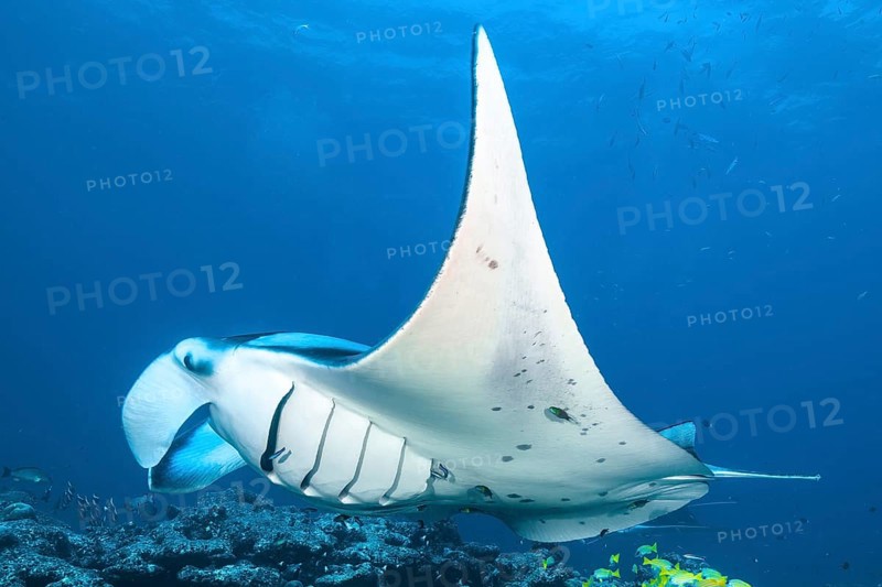 Symbiotic behaviour Symbiosis of manta ray (Manta) can be cleaned via coral reef open gills clean opens gills for cleaner wrasse cleaner wrasse (Labroides dimidiatus) cleaner wrasse, Indian Ocean, Maldives, Asia