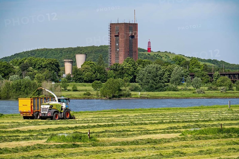 Hay harvest, on a Rhine meadow near Duisburg-Beeckerwerth, a forage harvester picks up the cut grass, which was piled up in strips after cutting, and loads it into a silage wagon, cattle feed, former Rheinpreußen Schacht VIII colliery, Rheinpreußen slagheap with the landmark Das Geleucht, North Rhine-Westphalia, Germany, Europe