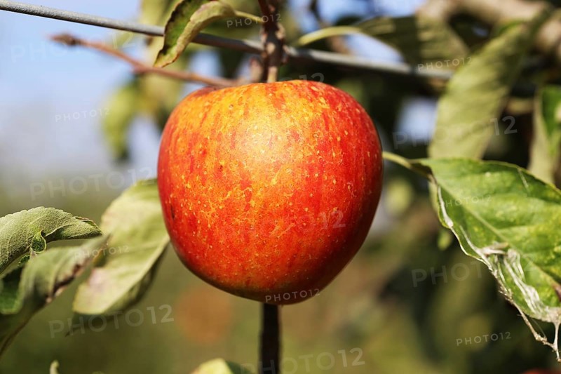 Ripe apple on the tree