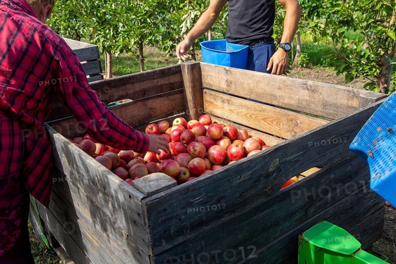 Apple harvest in Meckenheim/Pfalz. Harvest workers from Bleichhof in Meckenheim harvesting Weirouge apples