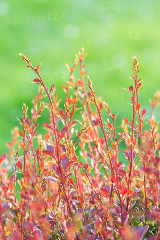 Red barberry branch in the botanical garden in spring