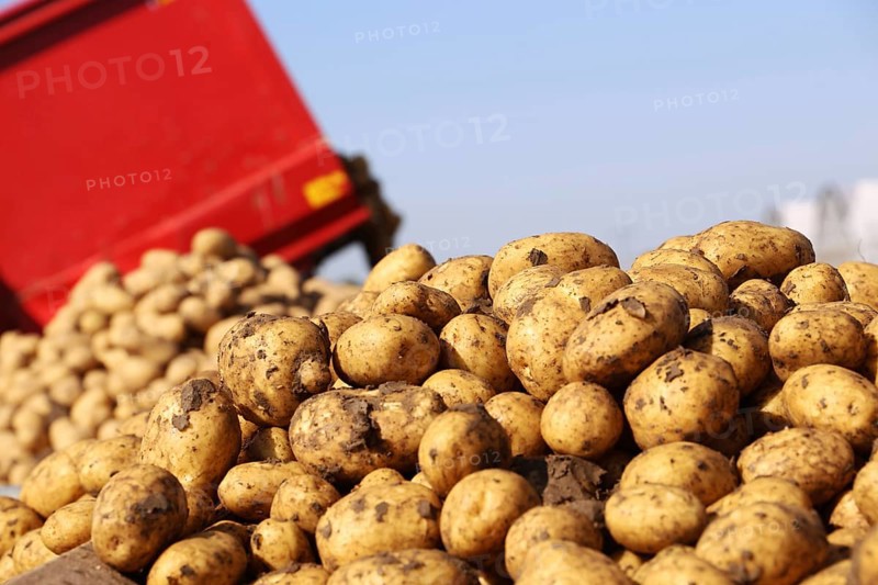 Farmer Hartmut Magin from Mutterstadt harvesting early potatoes in the Palatinate (Mutterstadt, Rhineland-Palatinate)