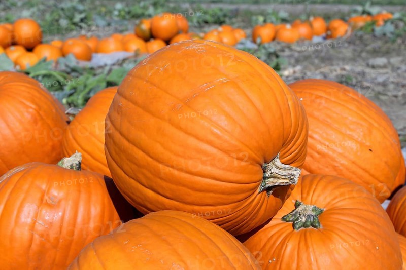 Pumpkins, pumpkin patch