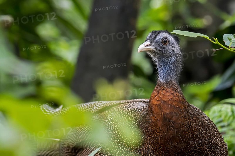 Great argus (Argusianus argus, Phasianus argus) Tropical pheasant species native to the jungle forest in Southeast Asia