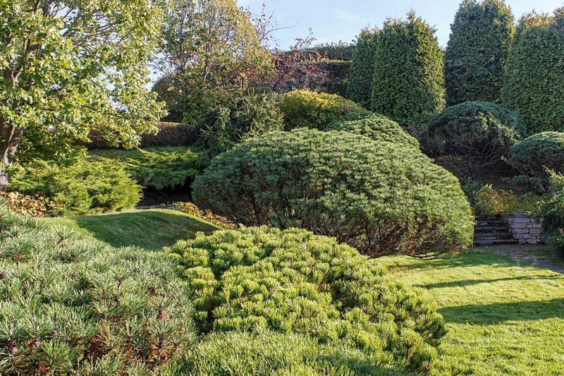 Cottage garden with green lawn, trees, hedges, trimmed bushes and large mountain pines. Modern landscape design