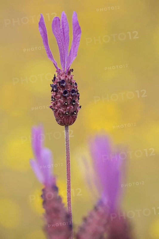 Flower and stem with petals of french lavender (Lavandula stoechas), bokehs, detail, blur, yellow, purple, Campillo de Deleitosa, Extremadura, Spain, Europe