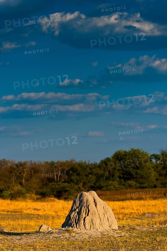Termite mounds, termites (Termitoidae) in the evening sun in Moremi National Park in Botswana