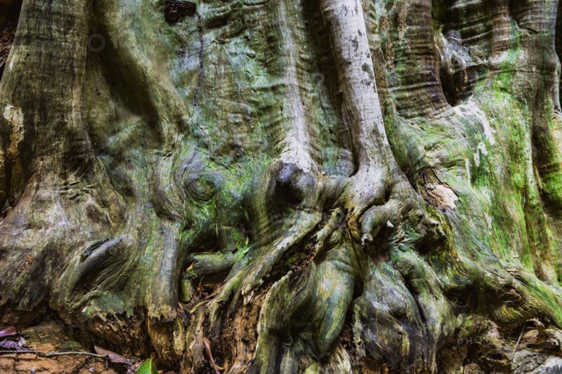 Structure of a tropical tree, tree, texture, background, botany, flora, plant, bark, surface, nature, natural, wood, tropics, tropical, rainforest, climate, tree trunk, trunk, patina, green, forest, forestry, grown, tropical wood, tropical tree, old, tree stand, deforestation, asianThailand