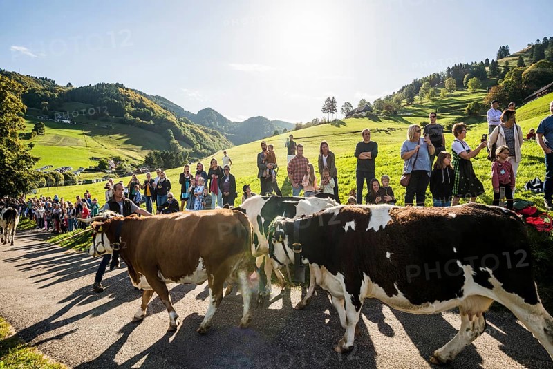 Alpine cattle drive, Münstertal, Southern Black Forest, Black Forest, Baden-Württemberg, Germany, Europe