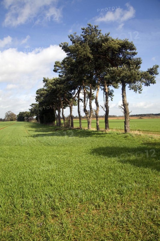 Pine trees act as ancient field boundary markers, Shottisham, Suffolk, England, United Kingdom, Europe