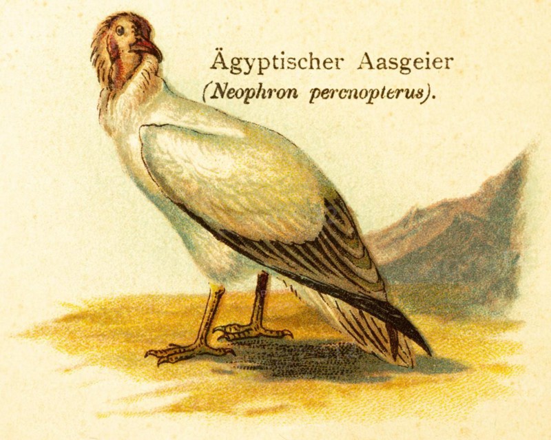 Egyptian vulture (Neophron percnopterus) Egypt, carrion, plumage, historical illustration, World of Birds 1890