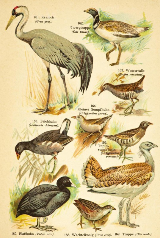 Crane (Grus grus), little bustard (Tetrax tetrax), common moorhen (Gallinula chloropus) or (Gallinula chloropus), spotted crake (Porzana porzana), Bustard or Bustard Goose (Otis tarda) or (Otididae), Corncrake (Crex crex), Eurasian Coot (Fulica atra) Birds of the World, historical illustration 1890