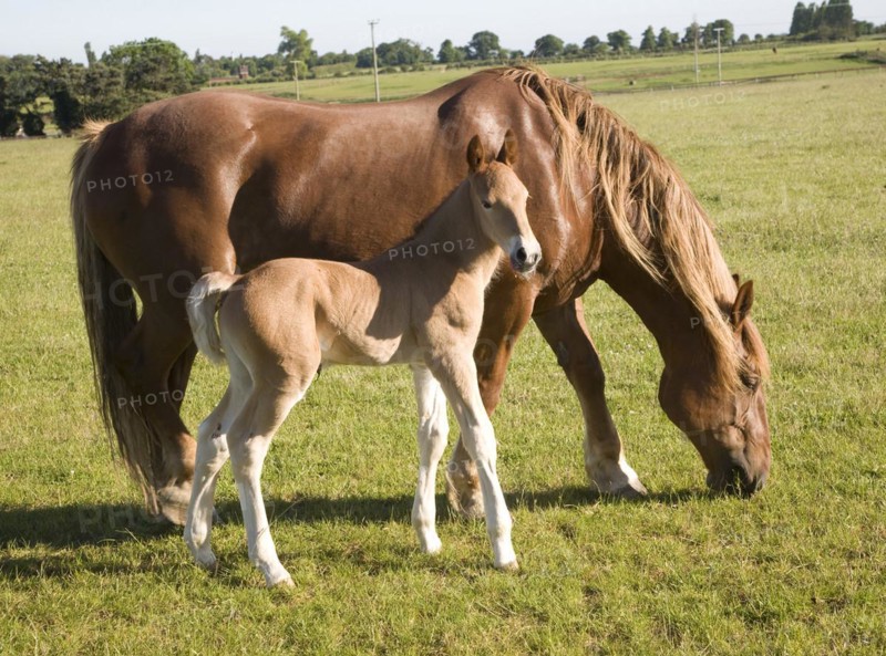 The Suffolk Punch Trust breeding colony, Hollesley, Suffolk, England, United Kingdom, Europe