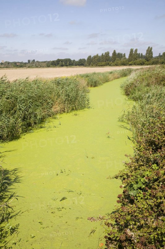 Eutrophication in drainage ditch Hollesley, Suffolk, England. Eutrophication is caused by the use of nitrate fertilisers in arable farming. Run off from the fields accumulates into drainage systems such as ditches and ponds and the added nutrients stimulate plant growth. The water surface becomes clogged with algae and this depletes available oxygen adversely effecting fish and other water creatures and plants