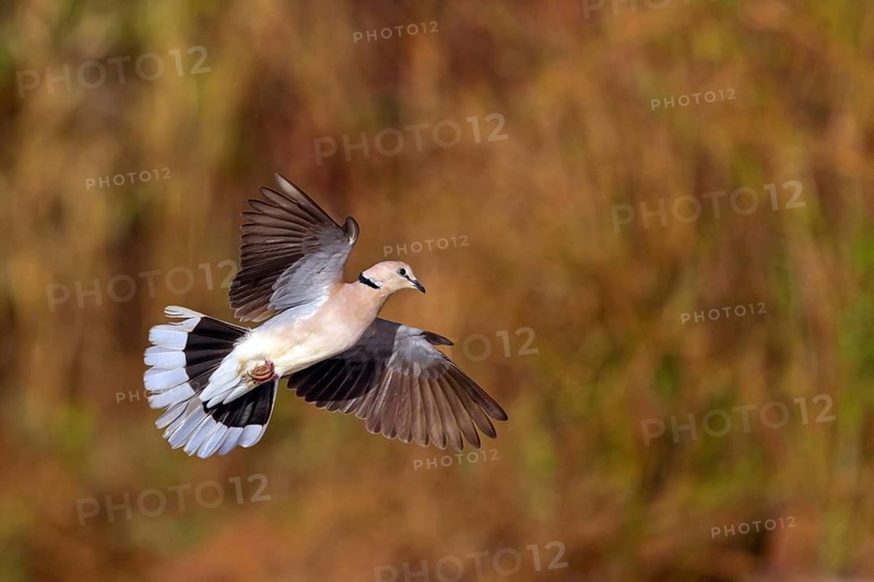 Red-crested Pigeon, (Streptopelia vinacea), Red-winged Turtle Dove, Morgan Kunda lodge / road to Kat, Jajari, North Bank, Gambia, Africa