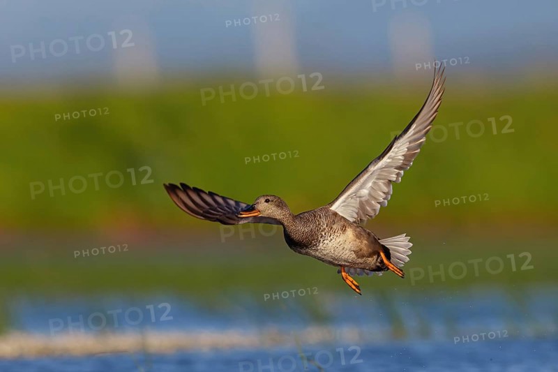 Gadwall, (Anas strepera), Mareca strepera, aerial photograph, Wagbachniederung, Calera Y Chozas, Baden-Württemberg, Federal Republic of Germany