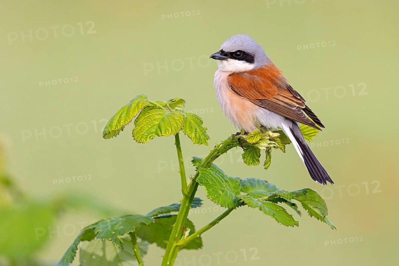 Red-backed shrike, red-backed shrike, thorn-backed shrike, family of shrikes, (Lanius collurio), male, Hockenheim, Baden-Württemberg, Germany, Europe