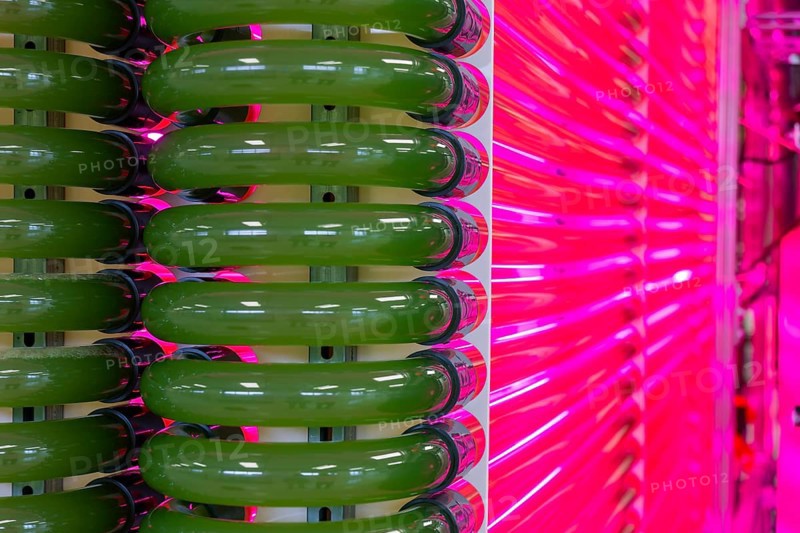 PUEVIT GmbH produces the most efficient photobioreactors for the cultivation of microalgae. The aim is to revolutionise the supply of raw materials through microalgae production. Innovative technological solutions have been developed for the growth and harvesting of spirulina, chlorella and other microalgae, for example, which enable unique efficiency, unprecedented simplicity and maximum stability in what is probably the most compact tube system on the market. Raw, unprocessed spirulina is produced as a fresh, regional food under the ALGENWERK brand. The algae grow in our own facilities and are harvested and freshly packaged directly without any further processing. Spirolina production, start-up of full production at the Puevit algae plant, Dresden, Saxony, Germany, Europe