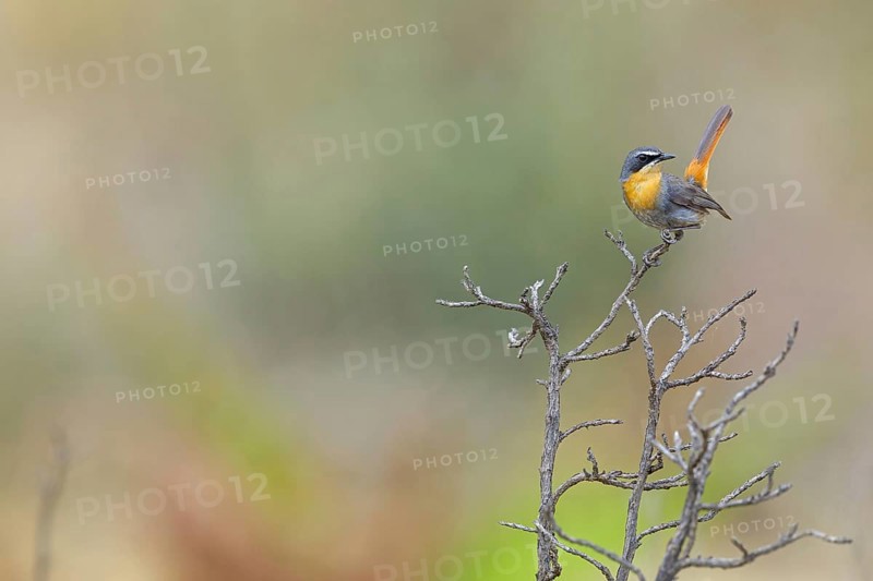 Cossypha caffra, family of flycatchers, Underberg surroundings, Underberg, KwaZulu-Natal, South Africa, Africa