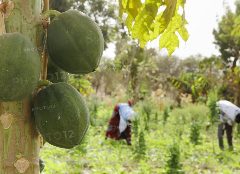Cultivation of papaya by farmers during organic farming at the agroecological training centre Centre Beo-Noree in Beo-Noree, 04.03.2024.photographed on behalf of the Federal Ministry for Economic Cooperation and Development