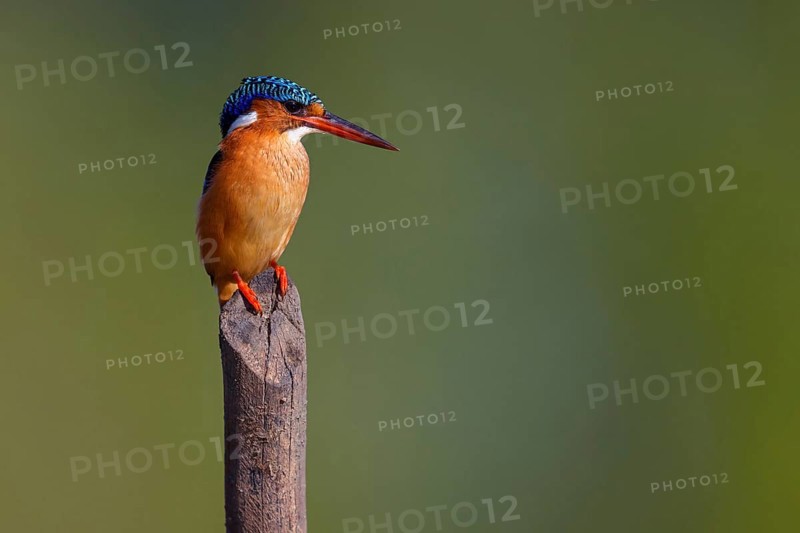 Crested Kingfisher, Corythohrnis cristatus, (Alcedo cristata), Kingfisher family, Malachite Kingfisher, Janjabureh boat trip, Janjabureh, South Bank, Gambia, Africa