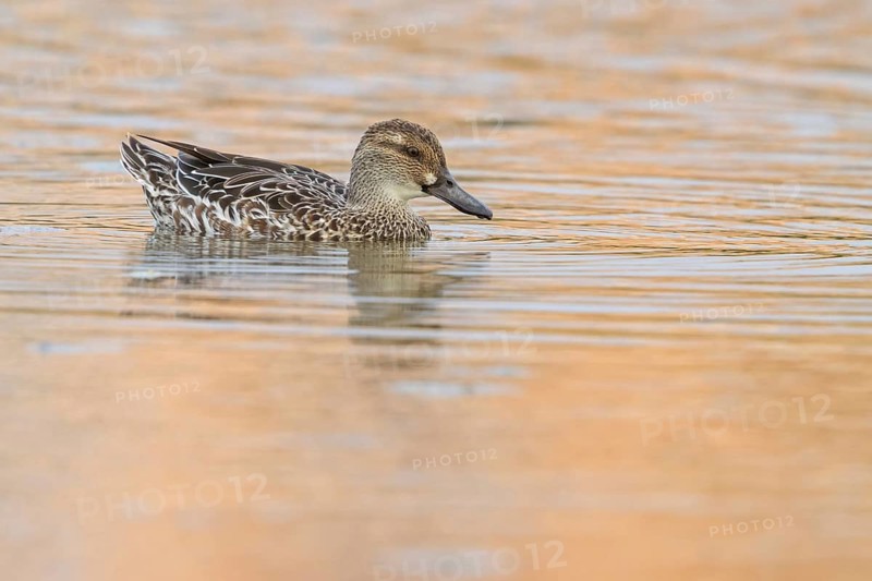 Garganey, (Anas querquedul), duck family, East Khawr / Khawr Ad Dahariz, Salalah, Dhofar, Oman, Asia
