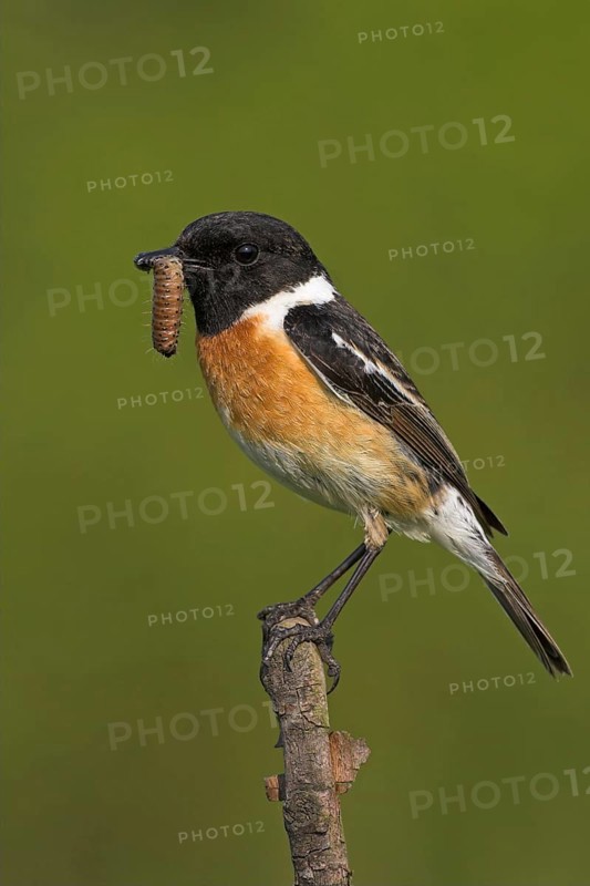 Stonechat, (Saxicola torquata), foraging, male, Bad Dürkheim district, Eich, Rhineland-Palatinate, Germany, Europe