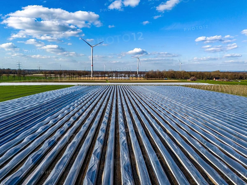 Asparagus fields, asparagus stems under foil, for faster growth, in the background foil greenhouses for strawberries, wind turbines, near Kirchhellen, district of Bottrop, North Rhine-Westphalia, Germany, Europe