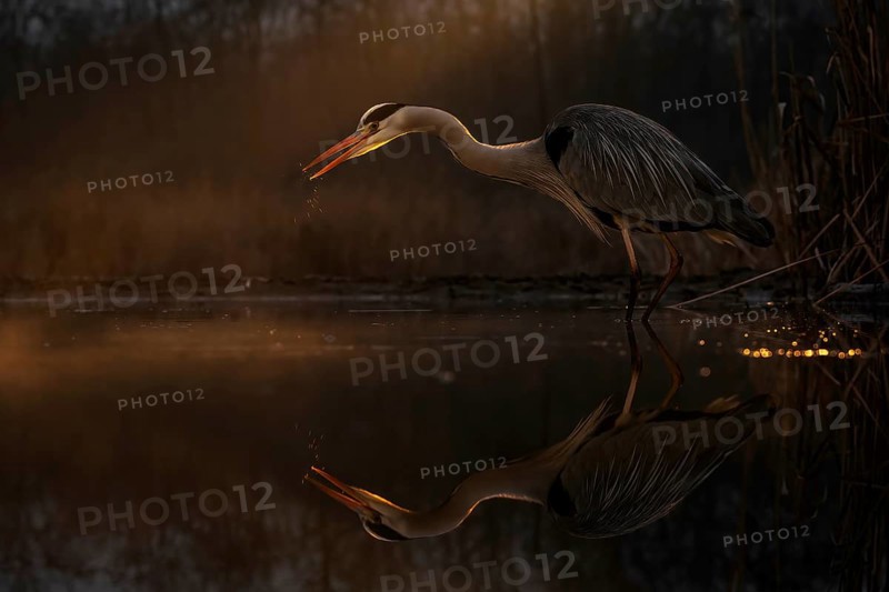 Grey heron (Ardea cinerea), also heron, hunting, fishing, sunrise, rainy weather, shallow water zone, shore zone, twilight, streak light, reed belt, morning light, Kiskunsag National Park, Hungary, Europe