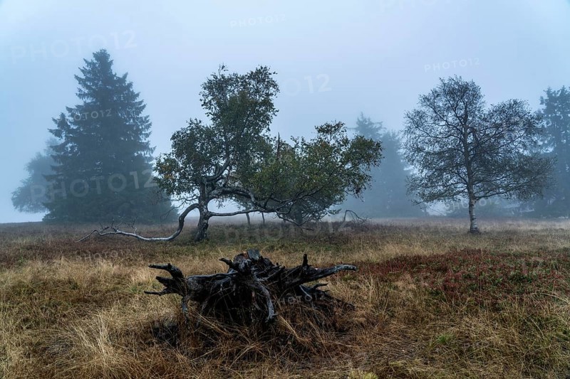 The high heath on the Kahler Asten, mountain in the Sauerland, in autumn fog, Winterberg, North Rhine-Westphalia, Germany, Europe