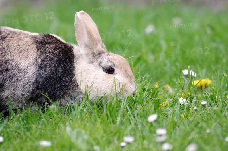 Bunny (Oryctolagus cuniculus domestica), Hare, grass, eating, close-up of a Domestic rabbit in the garden. The animal is eating fresh grass and Common daisies