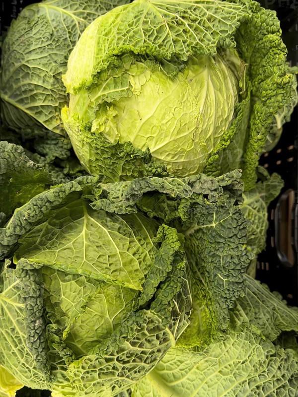 Savoy cabbage (Brassica oleracea convar. Capitata var. sabauda) Welschkraut, Wirsingkraut, Wirsching, Wersich, Pörschkohl, Börskohl, Savoy cabbage, Wirz, Köhli, unprocessed raw in display of greengrocer greengrocer grocer grocer grocer grocer supermarket, Germany, Europe