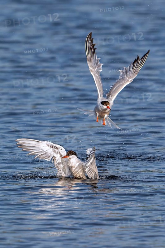 Common tern (Sterna hirundo) splashing in freshwater, fresh water lake to clean feathers in summer