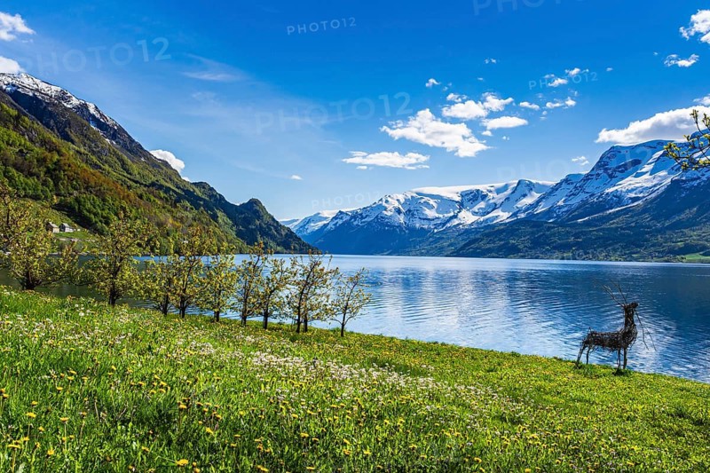 View of snow-covered mountains, fjord and apple trees in bloom, spring, Hardangerfjord near Lofthus, Hardanger, Norway, Europe