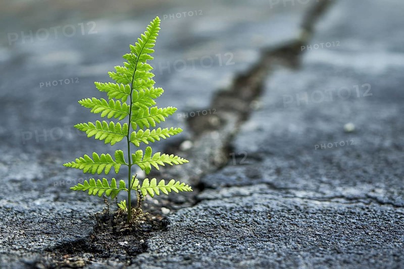 Fern plant branch pushing through cracked street. Generative Ai, AI generated